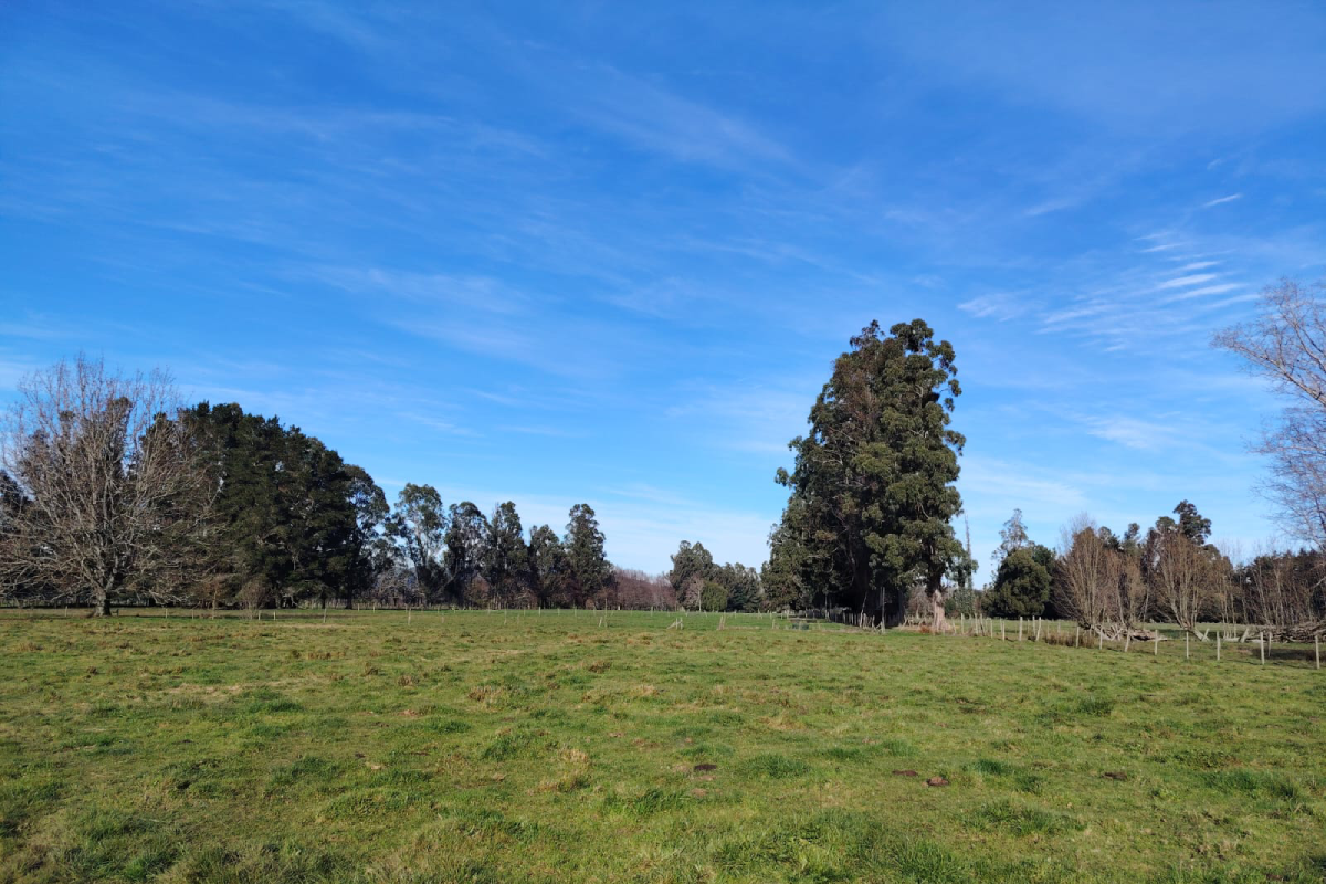 Campo agricola de 39 hectareas